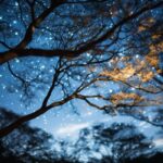 Twinkling Stars Tree Branches